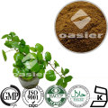 High Quality Ivy leaf Plant extract Powder Hvedera helix L.